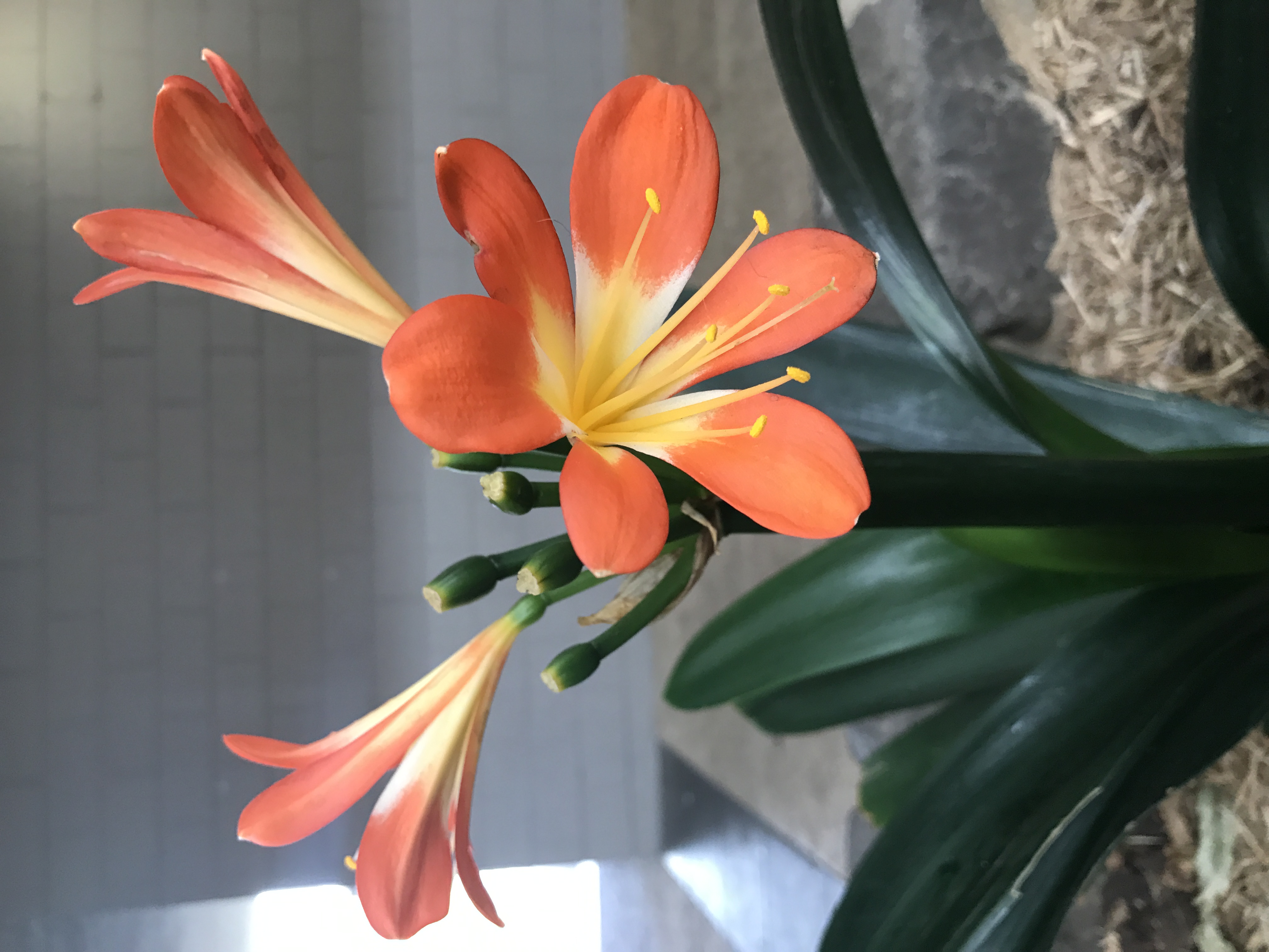 Picture of a Clivia flower